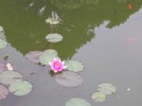 /album/galerie-de-photos-le-lac-majeur-et-la-villa-boromee/italie-213-jpg1/